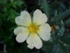 Rough-fruited Cinquefoil (Potentilla recta)