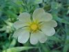 Rough-fruited Cinquefoil (Potentilla recta)