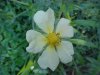Rough-fruited Cinquefoil (Potentilla recta)