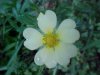Rough-fruited Cinquefoil (Potentilla recta)