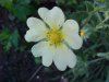 Rough-fruited Cinquefoil (Potentilla recta)