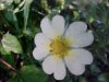 Rough-fruited Cinquefoil (Potentilla recta)