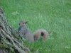 Squirrels of LDEO