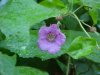 Purple-flowering Raspberry (Rubus odoratus)