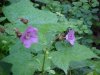 Purple-flowering Raspberry (Rubus odoratus)