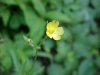 Common Buttercup (Ranunculus acris)