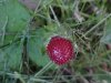 Indian Strawberry berry (Duchesnea indica)