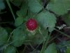 Indian Strawberry berry (Duchesnea indica)