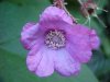 Purple-flowering Raspberry (Rubus odoratus)