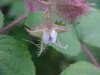Of the Wild Red Raspberry family (Rubis idaeus)