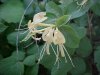 Japanese Honeysuckle (Lonicera japonica)