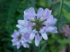 Crown Vetch (Coronilla varia)