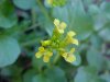Common Wintercress (Barbarea vulgaris)