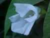 Field Bindweed (Convolvulus arvensis)