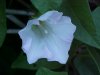 Field Bindweed (Convolvulus arvensis)