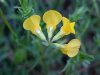 Birdsfoot Trefoil (Lotus corniculata)