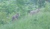 Friday, 14 Jun 2002 photos of Coyotes at Lamont, spotted behind the Monell building, taken by Tricia