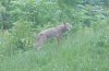 Friday, 14 Jun 2002 photos of Coyotes at Lamont, spotted behind the Monell building, taken by Tricia