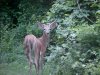 Deer of LDEO