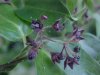 Black swallow-wort (Cynanchum nigrum; Cynanchum rossicum)
