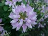 Crown Vetch (Coronilla varia)