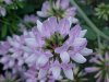 Crown Vetch (Coronilla varia)