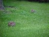 Rabbits of LDEO