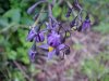 Bittersweet Nightshade; Climbing Nightshade; Deadly Nightshade (Solanum dulcamara) (its toxin is not fatal)