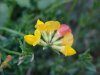 Birdsfoot Trefoil (Lotus corniculata)