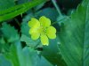 Canadian Dwarf Cinquefoil (Potentilla canadensis)