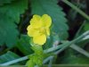 Canadian Dwarf Cinquefoil (Potentilla canadensis)