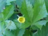 Canadian Dwarf Cinquefoil (Potentilla canadensis)