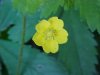 Canadian Dwarf Cinquefoil (Potentilla canadensis)