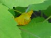Pale Touch-me-not; Jewelweed (Impatiens pallida)