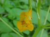 Pale Touch-me-not; Jewelweed (Impatiens pallida)