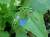 Asiatic Dayflower; Mouse Flower (Commelina communis) (has flowers that open for only one day)