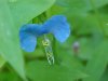 Asiatic Dayflower; Mouse Flower (Commelina communis) (has flowers that open for only one day)