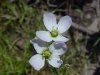 Cuckoo Flower (Cardamine pratensis)