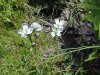 Cuckoo Flower (Cardamine pratensis)