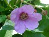 Purple-flowering Raspberry (Rubus odoratus)