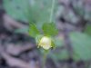 Indian Strawberry (Duchesnea indica)