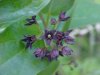 Black swallow-wort (Cynanchum nigrum; Cynanchum rossicum)