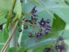 Black swallow-wort (Cynanchum nigrum; Cynanchum rossicum)