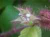 Of the Wild Red Raspberry family (Rubis idaeus)
