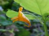 Pale Touch-me-not; Jewelweed (Impatiens pallida)