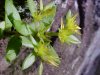 Stringy Stonecrop, Yellow Moss, Graveyard Moss (Sedum sarmentosum) - thanks to Gottfried Unger for correction: was misidentified as Wild Stonecrop (Sedum ternatum)