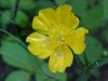 Common Buttercup (Ranunculus acris)