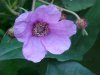 Purple-flowering Raspberry (Rubus odoratus)