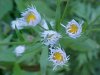 Philadelphia Fleabane (Erigeron philadelphicus)