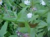 Philadelphia Fleabane (Erigeron philadelphicus)